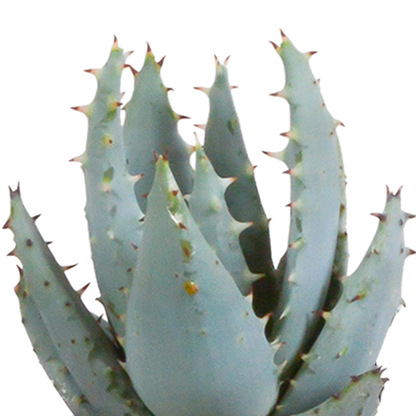 Cactus en vetplanten Mischung 5,5 cm | 15 stück - in witte pot - Pflanzfix24.de - Pflanzfix24.de