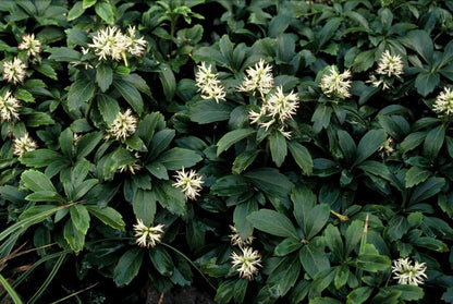 12x Pachysandra 'Green Sheen' – immergrüner Bodendecker | Pflanzfix24.de - Pflanzfix24.de