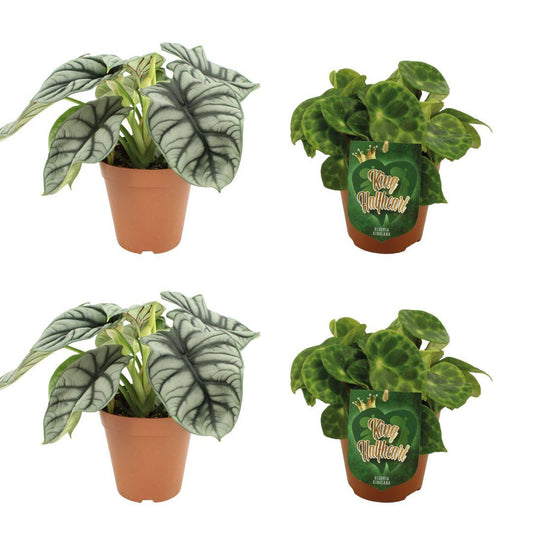 4er Set Alocasia Silver Dragon und Begonia Kingiana - Ø12cm - Pflanzfix24