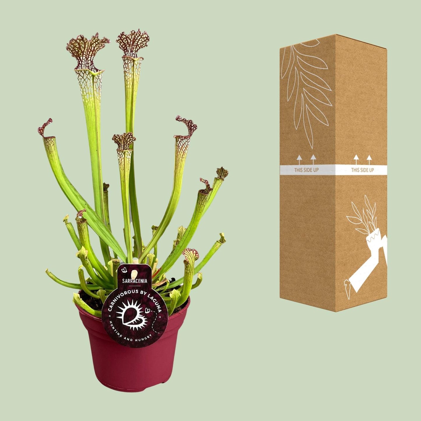 Sarracenia Farnhamii – Fleischfressende Pflanze – Pflanzfix24.de - Pflanzfix24.de