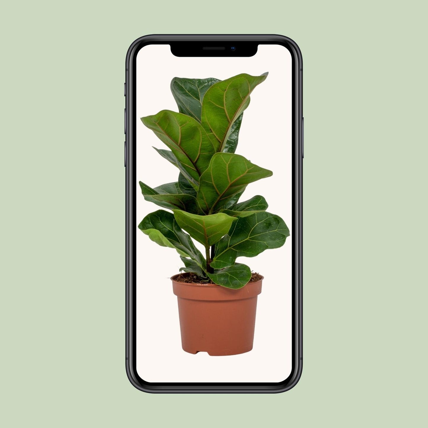 Ficus Lyrata - Ø12cm - ↕30cm - Pflanzfix24.de - Pflanzfix24.de