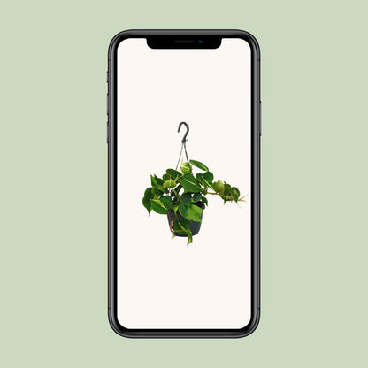 Philodendron Scandens Brasil 35cm Ø15cm – Zimmerpflanze | Pflanzfix24.de - Pflanzfix24.de