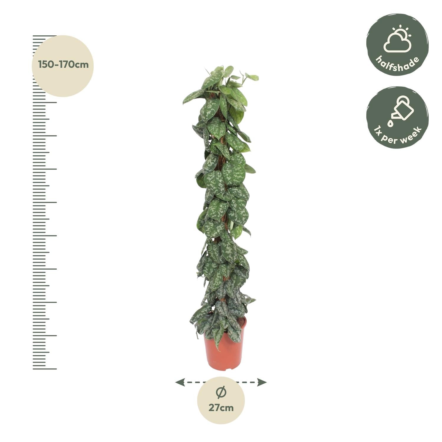 Scindapsus Pictus Trebie Moosstab 160cm – Kletterpflanze | Pflanzfix24.de - Pflanzfix24.de