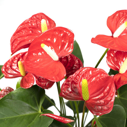 Anthurium Red - Ø17cm - ↕55cm - Pflanzfix24.de - Pflanzfix24.de