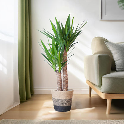 Yucca Elephantipes 90cm mit schwarzem Korb – Pflanzfix24.de - Pflanzfix24.de