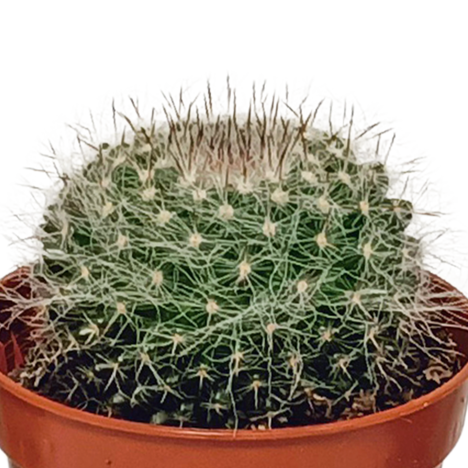 Kakteenmischung 5,5 cm - 10x - zonder pot | Pflanzfix24.de - Pflanzfix24.de