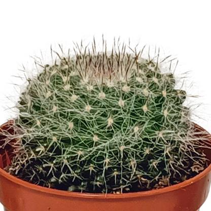 Kakteenmischung 5,5 cm - 10x - zonder pot | Pflanzfix24.de - Pflanzfix24.de