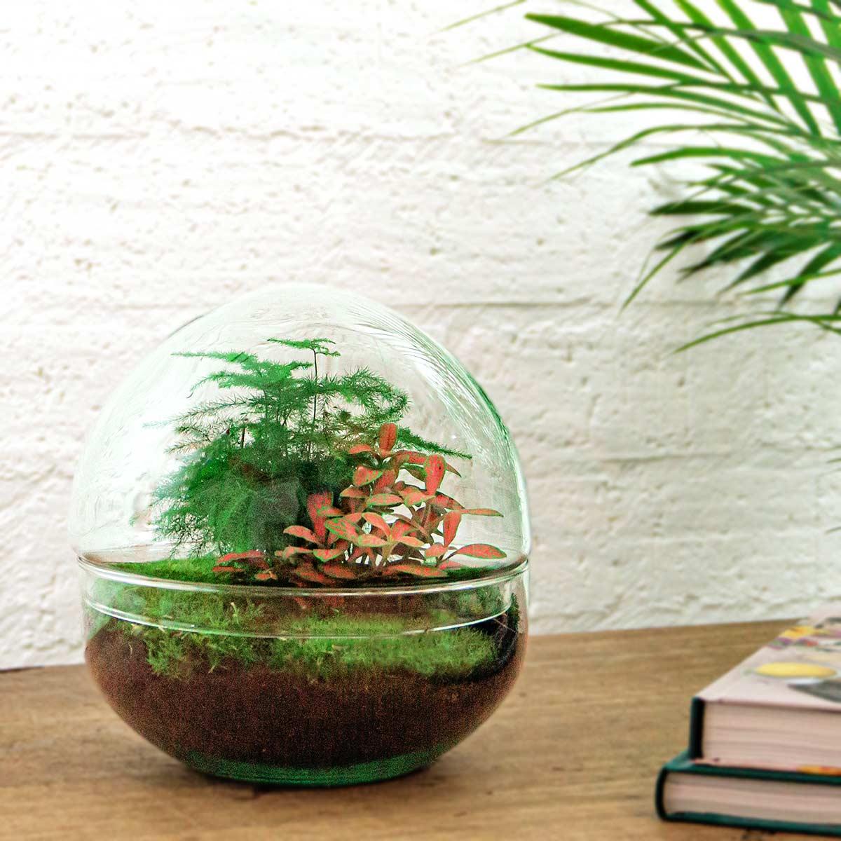 Flaschengarten - Dome Rot - DIY Set - Pflanzfix24.de - Pflanzfix24.de