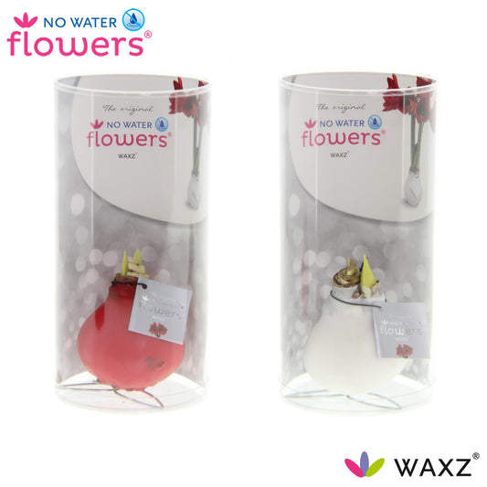 No Water Flowers Waxz Kolibri Mix in Koker - 2 Stücke - Ø7 cm - ↕15 cm - Pflanzfix24