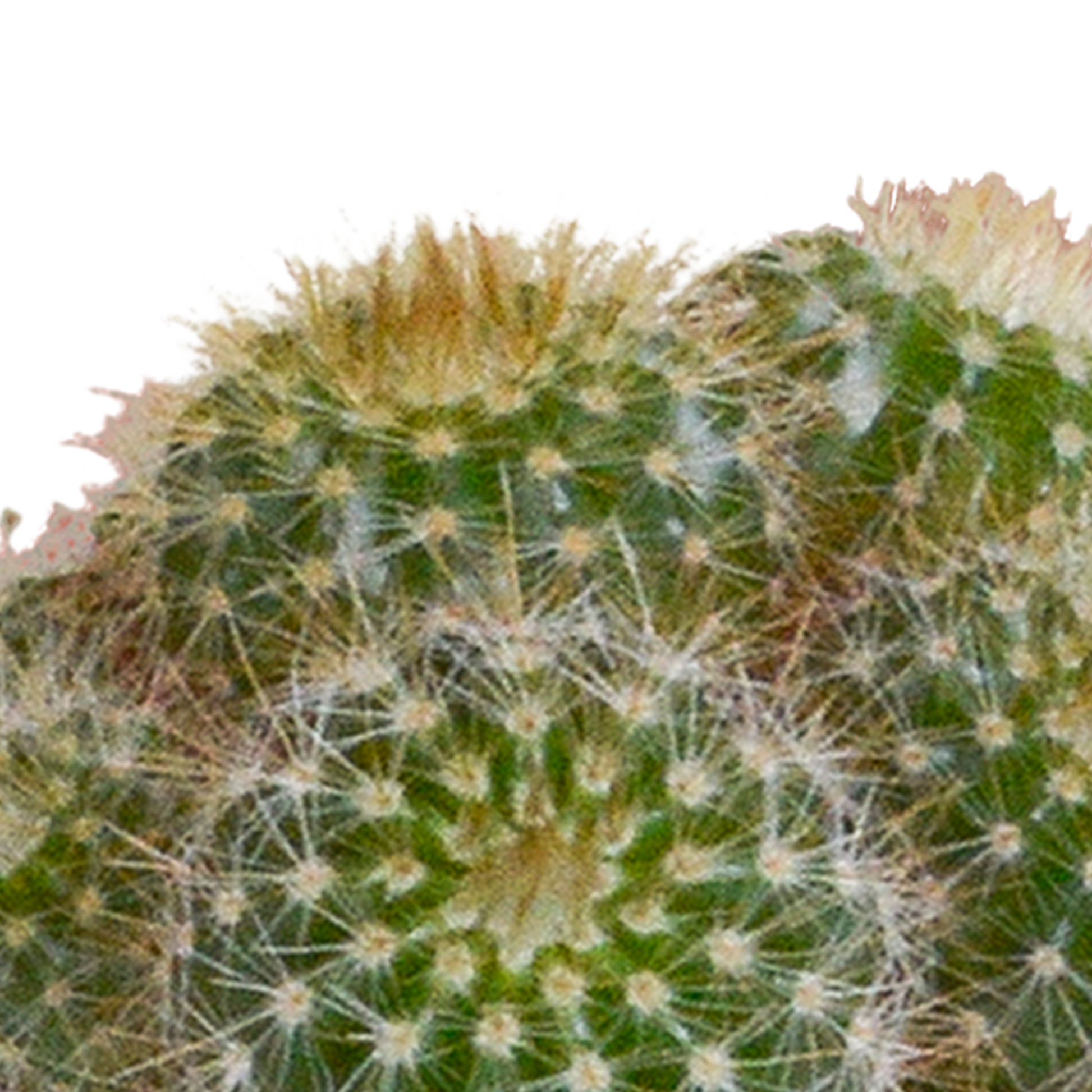 Kakteenmischung 5,5 cm - 5x - in witte pot - Pflanzfix24.de - Pflanzfix24.de