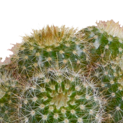 Kakteenmischung 5,5 cm - 5x - in witte pot - Pflanzfix24.de - Pflanzfix24.de