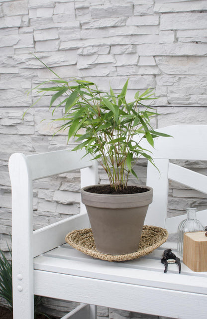 Fargesia Robusta 'Pingwu' - Ø14cm - ↕40cm - Pflanzfix24