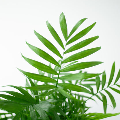 Chamaedorea Elegans mit Viber weiß - 55cm - Ø17 - Pflanzfix24
