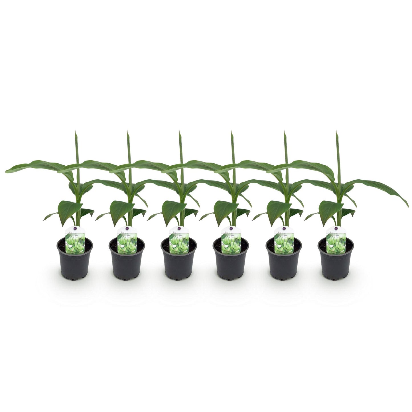 Bananenpflanze Musa Basjoo - 6 Pflanzen - Topf 12cm - Pflanzfix24