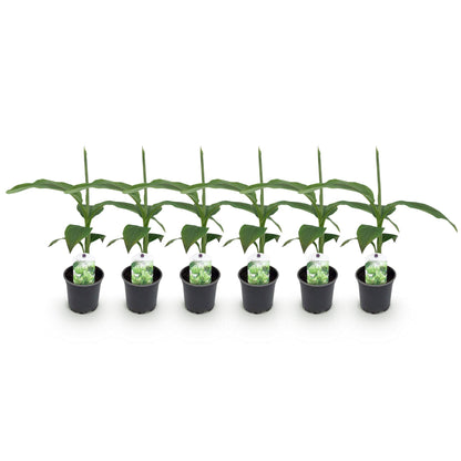 Bananenpflanze Musa Basjoo - 6 Pflanzen - Topf 12cm - Pflanzfix24