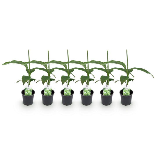 Bananenpflanze Musa Basjoo - 6 Pflanzen - Topf 12cm - Pflanzfix24