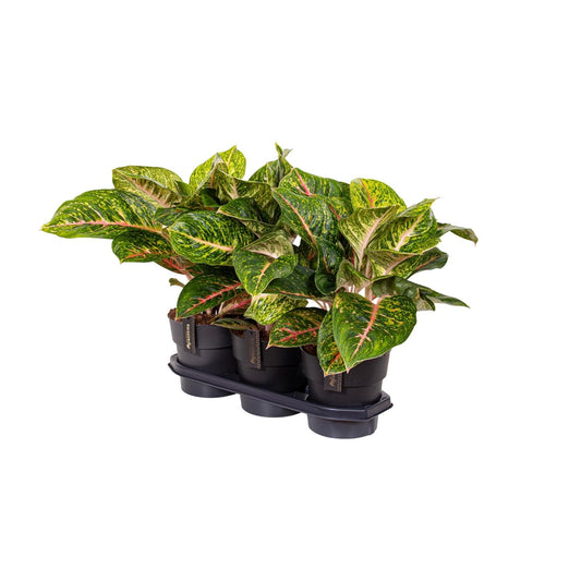 Aglaonema Spring Red - Ø19cm - pflanzfix24
