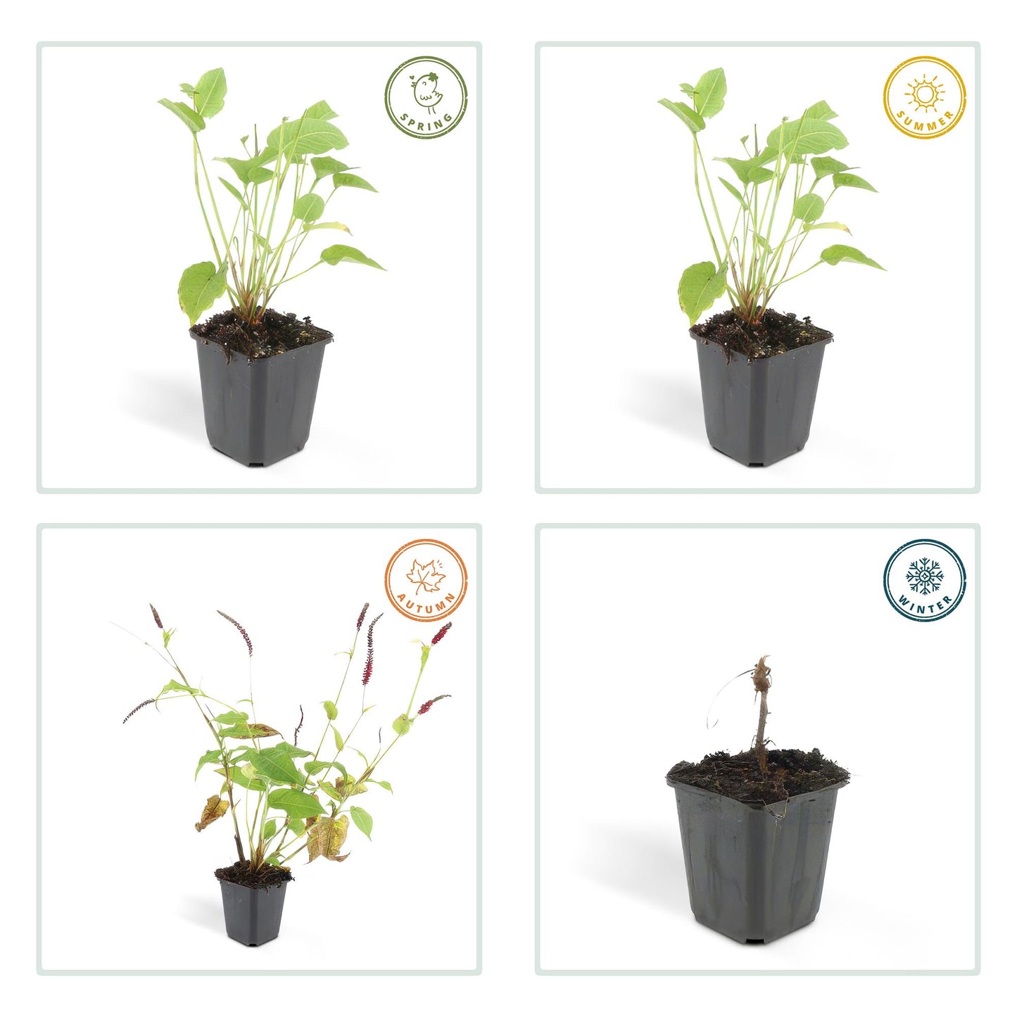 20x Persicaria amplexicaulis - ↕10-25cm - Ø9cm von Pflanzfix24.de - Pflanzfix24.de