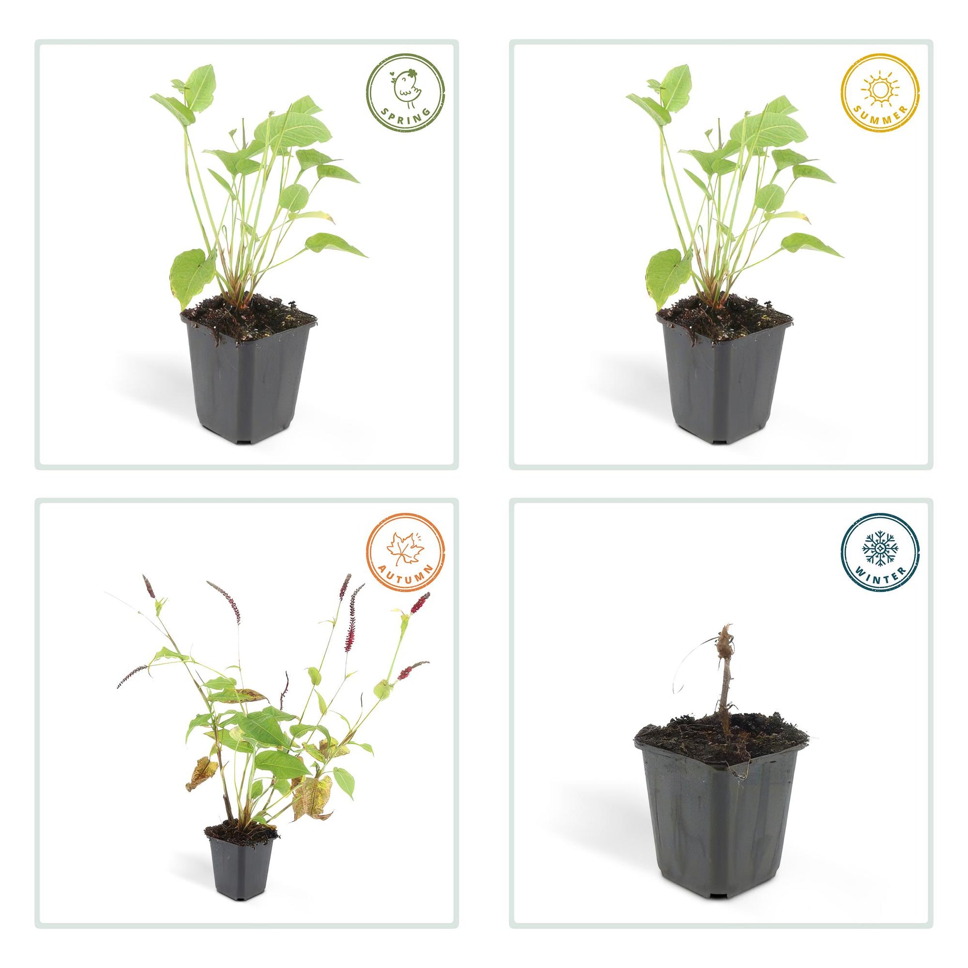20x Persicaria amplexicaulis - ↕10-25cm - Ø9cm von Pflanzfix24.de - Pflanzfix24.de