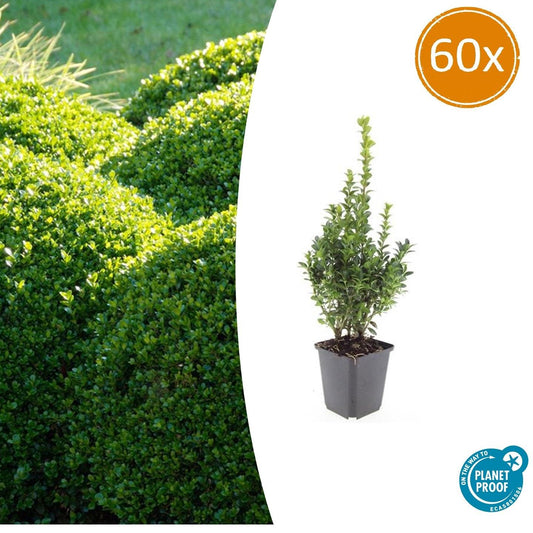 60x Buxus Sempervirens - ↕10-25cm - Ø9cm by Pflanzfix24.de - Pflanzfix24.de