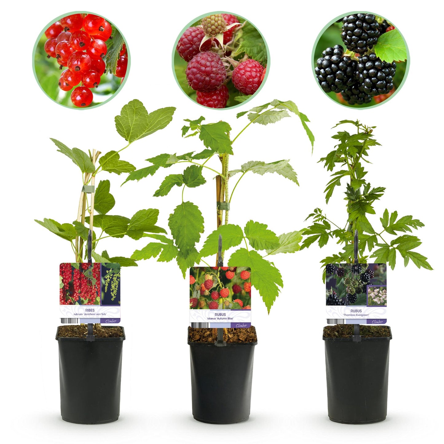 Pflanzfix24 - Obstpflanzenmix - Rote Johannisbeere, Rote Himbeere, Schwarze Brombeere - 3 Pflanzen - Topf 11cm Höhe 40cm