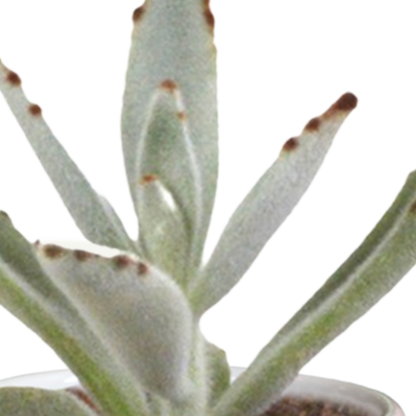 Cactus en vetplanten Mischung 5,5 cm | 15 stück - in witte pot - Pflanzfix24.de - Pflanzfix24.de