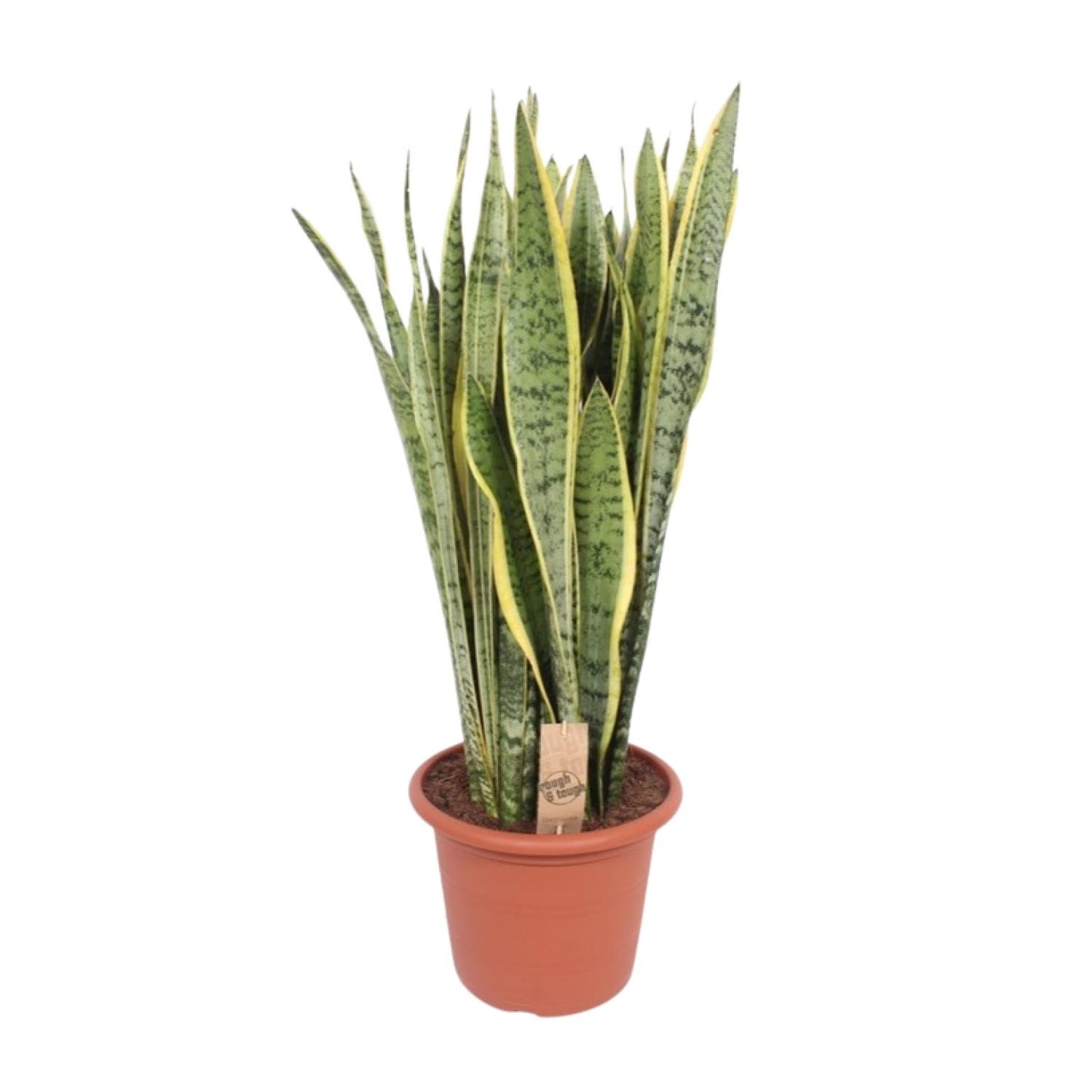 Sansevieria Trifasciata Laurentii - Ø30cm - ↕95cm - Pflanzfix24