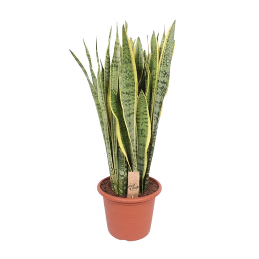 Sansevieria Trifasciata Laurentii - Ø30cm - ↕95cm - Pflanzfix24
