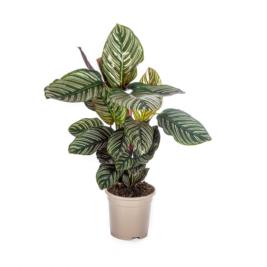 Calathea Ornata Sanderiana Ø17cm - ↕40 - 50cm - Pflanzfix24.de - Pflanzfix24.de