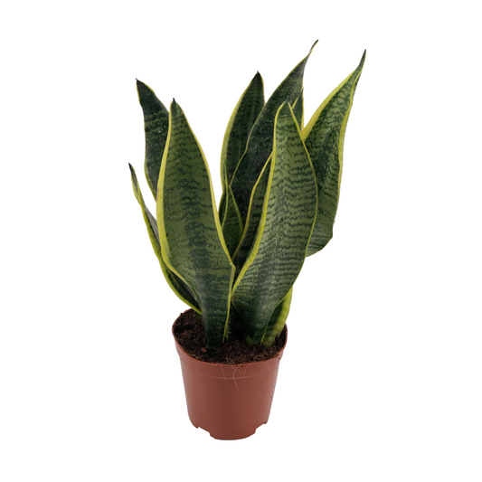 Sansevieria Superba Ø12cm – pflegeleichte Schwiegermutterzunge | Pflanzfix24