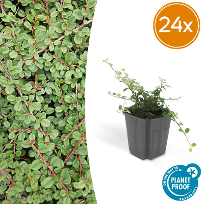 24x Cotoneaster pr. 'Queen of Carpets' - Pflanzfix24