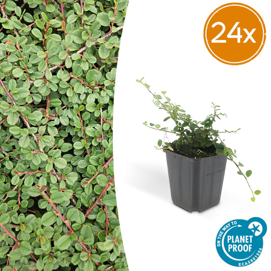 24x Cotoneaster pr. 'Queen of Carpets' - Pflanzfix24