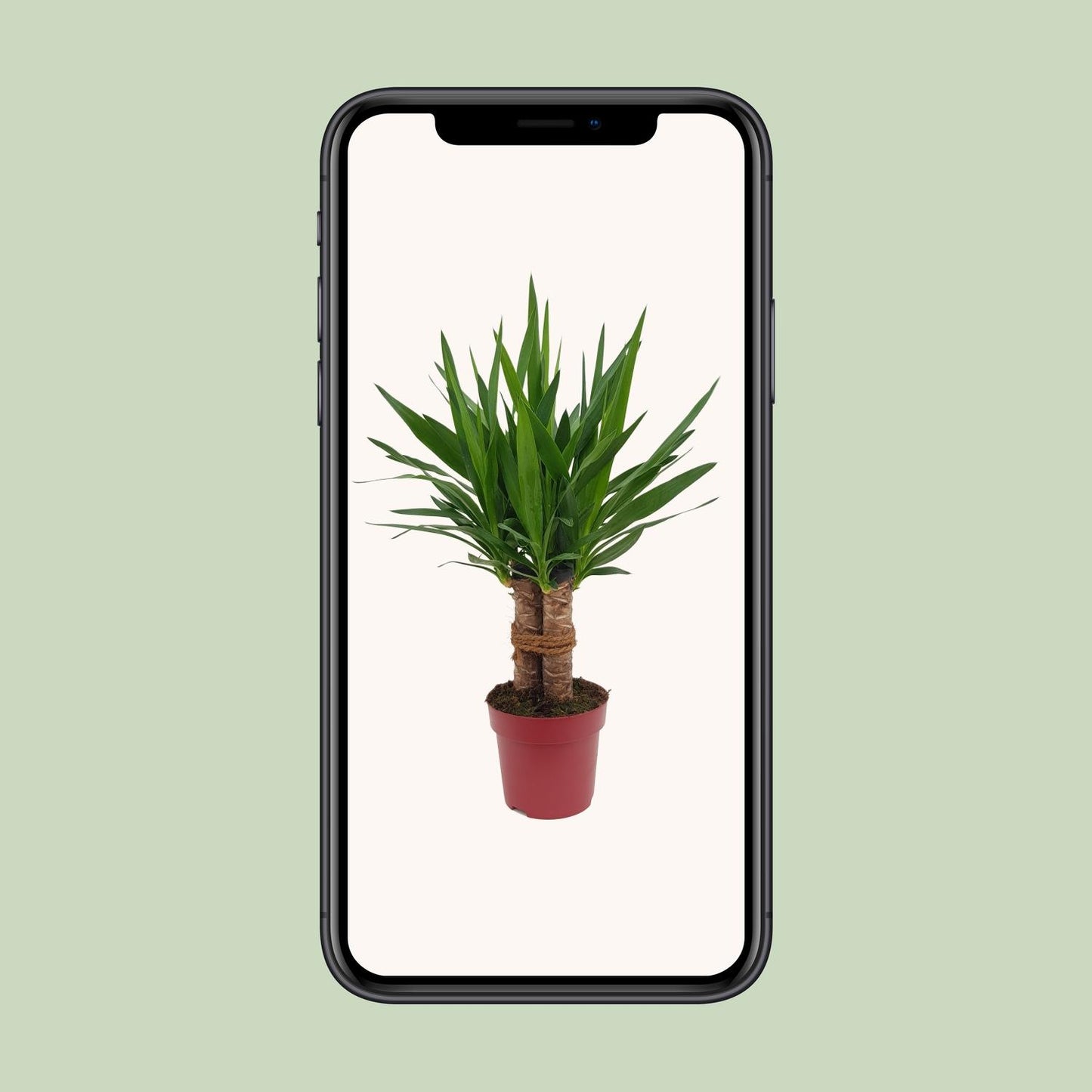 Yucca Tres Cañas Ø19cm – 70cm hoch | Pflanzfix24.de - Pflanzfix24.de
