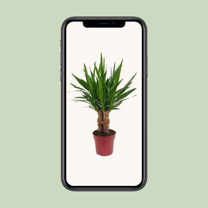 Yucca Tres Cañas Ø19cm – 70cm hoch | Pflanzfix24.de - Pflanzfix24.de