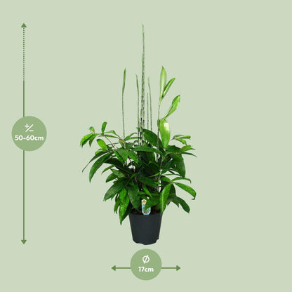 Dracaena Surculosa - Ø17cm - ↕60cm - Pflanzfix24