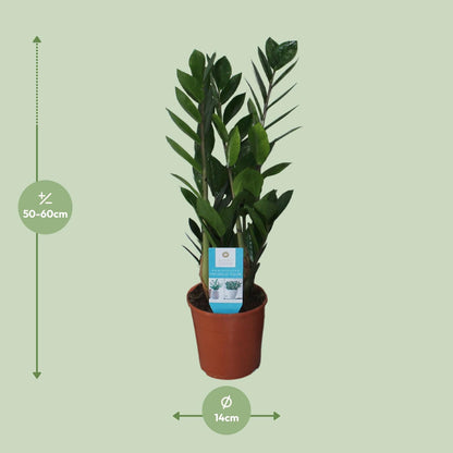 Zamioculcas Zamiifolia Ø14cm – Pflegeleicht & Robust | Pflanzfix24