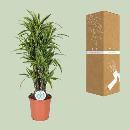 Dracaena Deremensis Lemon Lime - Ø24cm - ↕120cm - Pflanzfix24