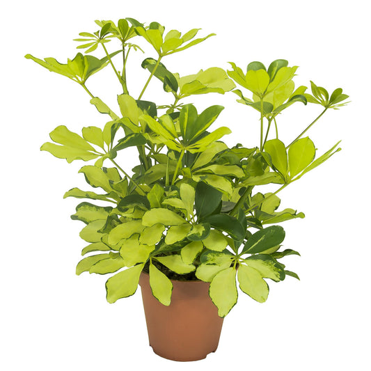 Schefflera Melanie - Ø13cm - ↕35cm bei Pflanzfix24