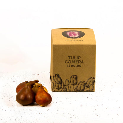 Tulpe 'Gomera' - 15 Blumenzwiebeln - Flowerbulbs Amsterdam - Pflanzfix24