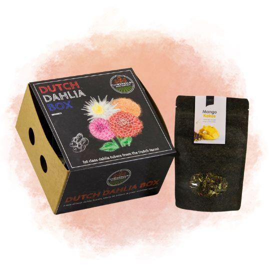 Dutch Dahlia Mix M - 4 dahlia's + Mango Kokos Thee geschenk - Pflanzfix24