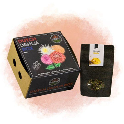 Dutch Dahlia Mix M - 4 dahlia's + Mango Kokos Thee geschenk - Pflanzfix24