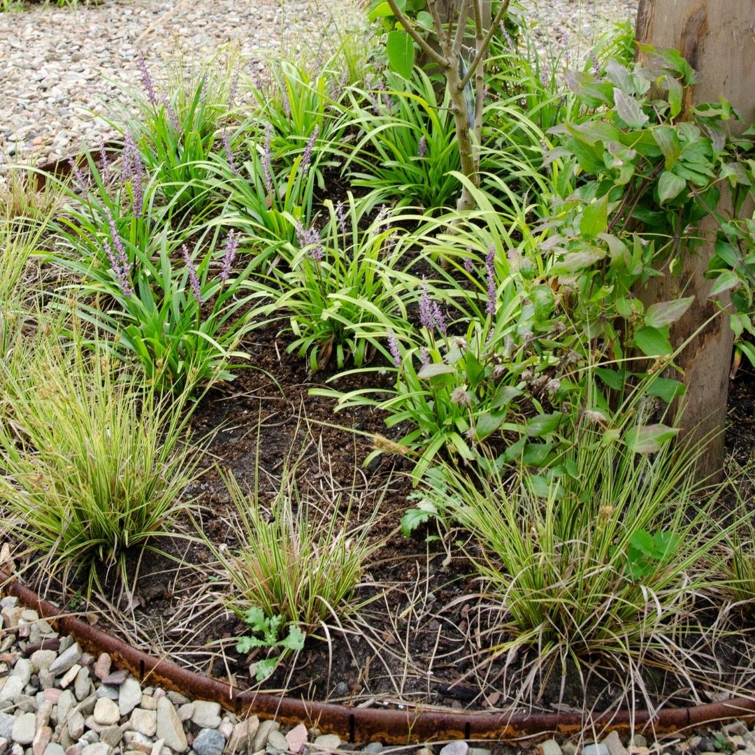 3 x Carex brunnea Variegata - Ø 14 cm - ↨ 25 cm - Pflanzfix24