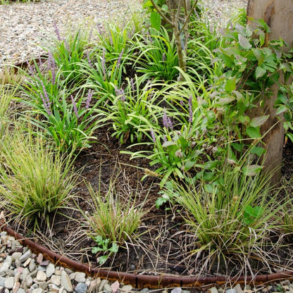 3 x Carex brunnea Variegata - Ø 14 cm - ↨ 25 cm - Pflanzfix24
