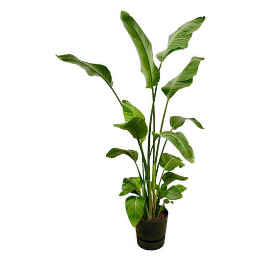 Strelitzia Nicolai mit elho Greenville Round schwarz 180 cm | Pflanzfix24.de - Pflanzfix24.de
