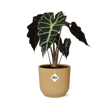 Alocasia Elefantenohr 'Polly' in ELHO Vibes Fold 14cm - Pflanzfix24