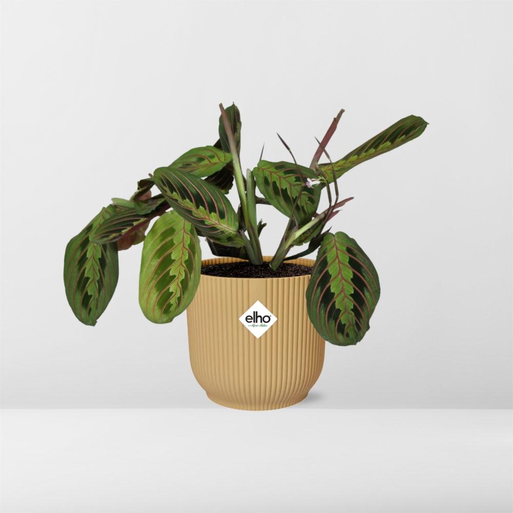 Maranta Leuconeura ‘Fascinator’ Tricolor 14cm ELHO Vibes Fold Gelb | Pflanzfix24
