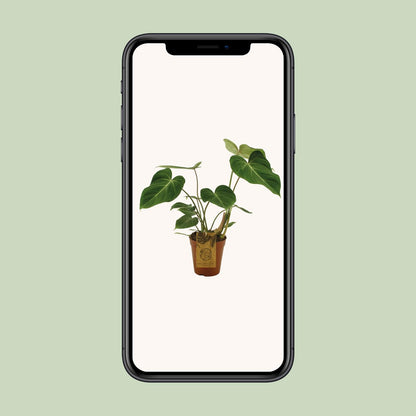 Philodendron Gloriosum Ø15cm – Samtblatt Zimmerpflanze | Pflanzfix24.de - Pflanzfix24.de