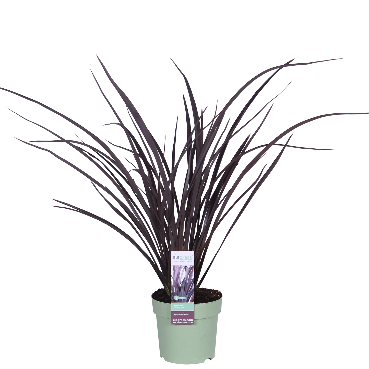 Phormium 'Rubra Nana' - Pflanzfix24