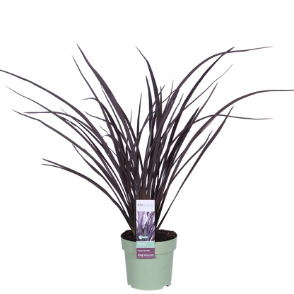 Phormium 'Rubra Nana' - Pflanzfix24
