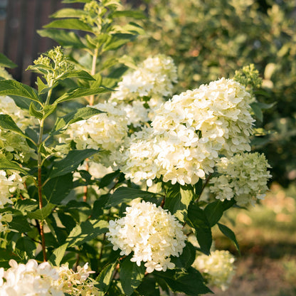 Pflanzfix24 - Rispenhortensie - Hydrangea panniculata Limelight - Blüte Creme Weiß - 3 Pflanzen